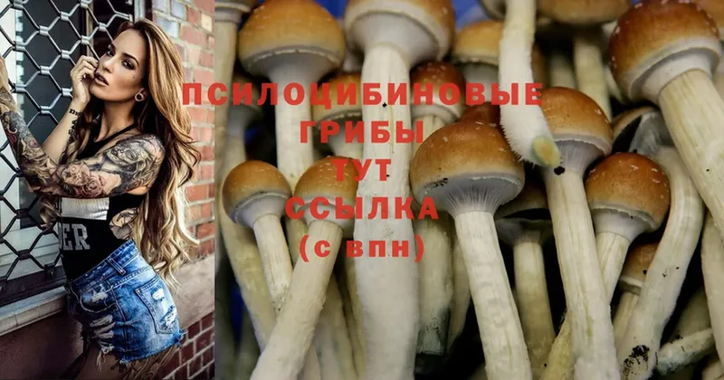 Псилоцибиновые грибы Psilocybine cubensis  Кунгур 